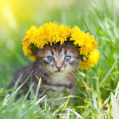 dandelion bir çelenk ile taç kedicik