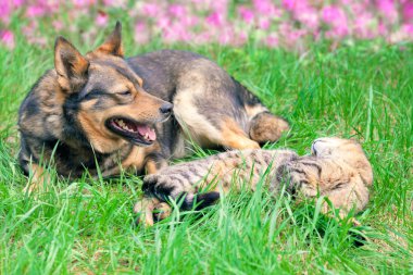 kedi ve köpek çimenlerde biraz dinlen