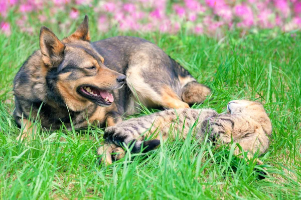 Кошка и собака отдыхают на траве — стоковое фото