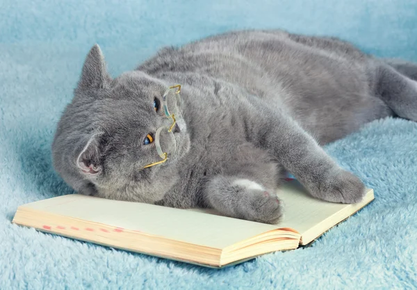 British cat is wearing glasses — Stock Photo, Image