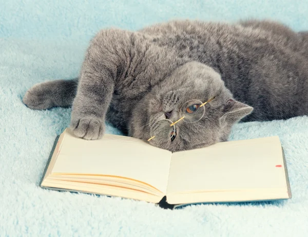 İngiliz kedi gözlük takıyor — Stok fotoğraf