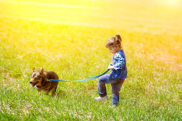 Chica caminando con el perro en el prado —  Fotos de Stock