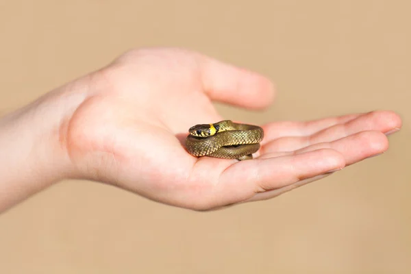 Erkek el küçük yılan — Stok fotoğraf