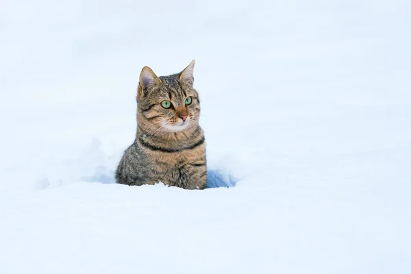 Cat sitting in snow — Stock Photo, Image
