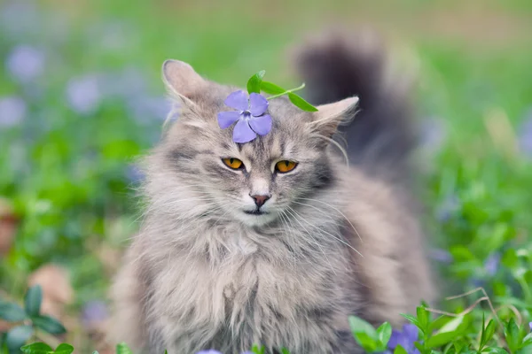 Siberian cat walking on the periwinkle lawn — Stock Photo, Image