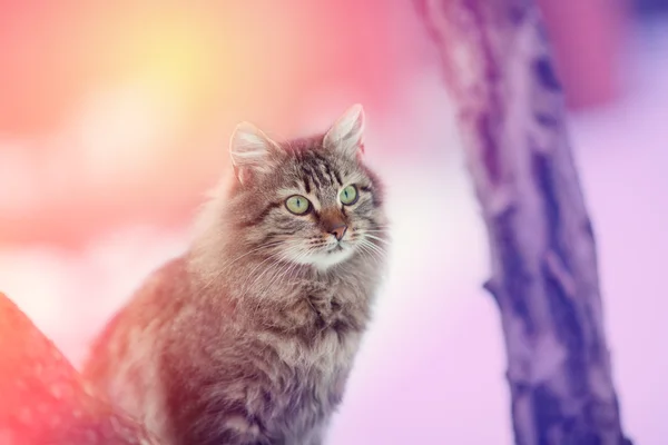 Сибірський кіт сидів в саду — стокове фото