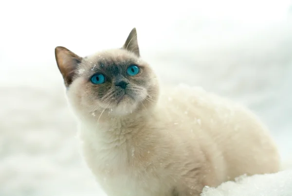 Gattino siamese seduto nella neve — Foto Stock