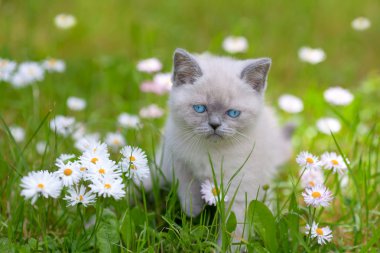 çiçek çim de küçük Siyam kedi