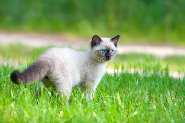 暹罗小猫在草坪上走 — 图库照片