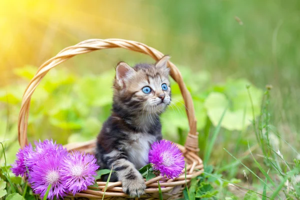Bir sepet içinde oturan küçük bir kedi yavrusu — Stok fotoğraf