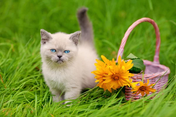 Pequeño gatito siamés en el césped de flores —  Fotos de Stock