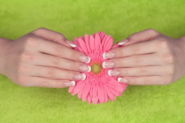 Frauenhände mit Gerbera-Blume — Stockfoto