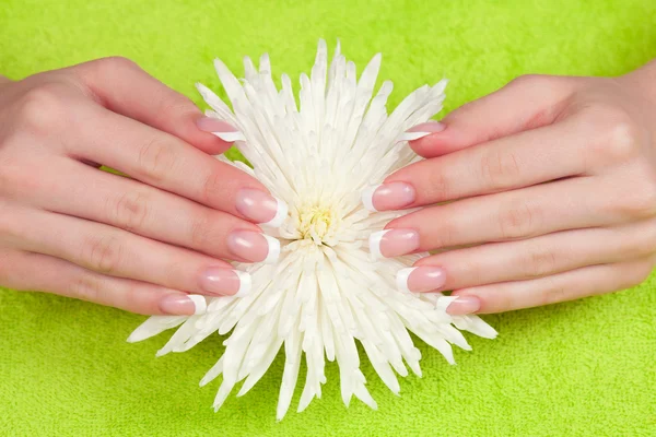 Las manos de la mujer con flor de crisantemo — Foto de Stock