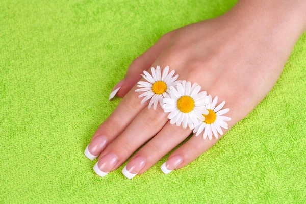 Frauenhand mit Kamillenblüten — Stockfoto