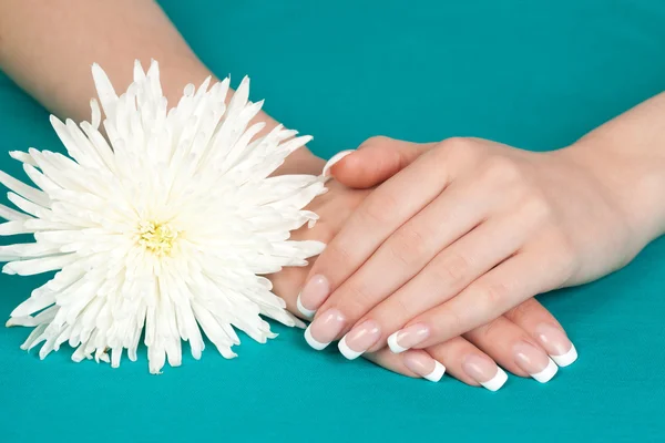 Руки с цветком хризантемы — стоковое фото