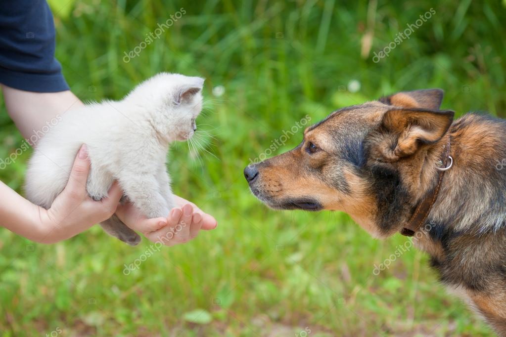 Gros Chien Et Petit Chat Blanc Photographie Vvvita 48998743
