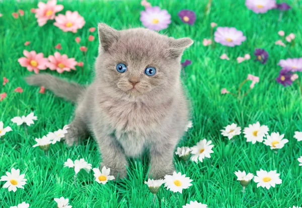 Lilla kattunge i blommig gräsmatta — Stockfoto