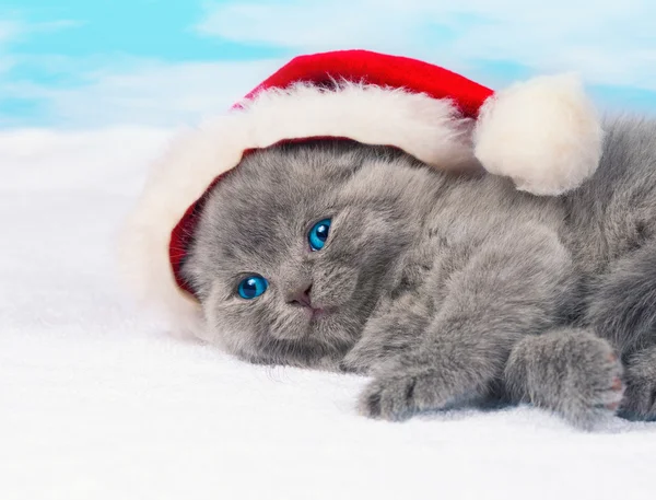 Kotě v čepici santa — Stock fotografie