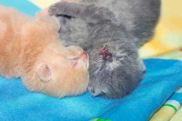 两个小刚出生的小猫 — 图库照片