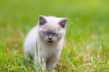 sevimli küçük Siyam kedi