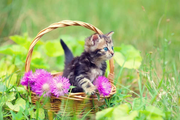 Gatinho bonito em cesta de vime — Fotografia de Stock