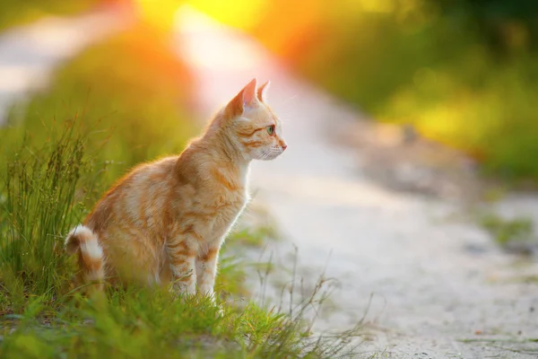 Red cat sitting on the road — Stock Photo, Image