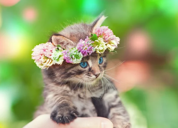 Kitten crowned with a chaplet of clover — Stock Photo, Image