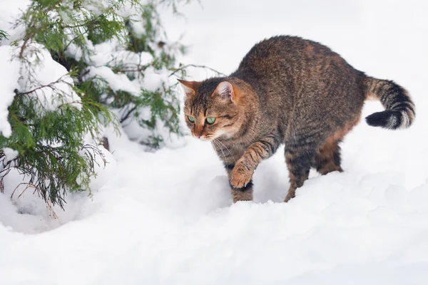 Cat waking in snow in forest — Stock Photo, Image