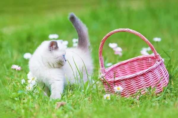 Siamese kitten and basket on the  lawn — Stock Photo, Image