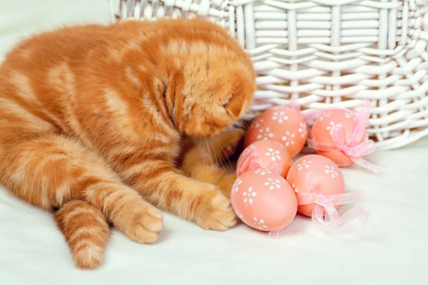 Kätzchen spielt mit Ostereiern — Stockfoto