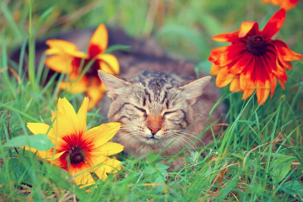Кот спит на цветочном газоне — стоковое фото