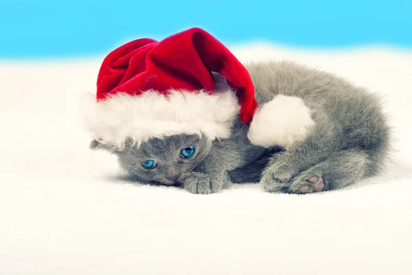 Gatito vistiendo sombrero de Santa — Foto de Stock
