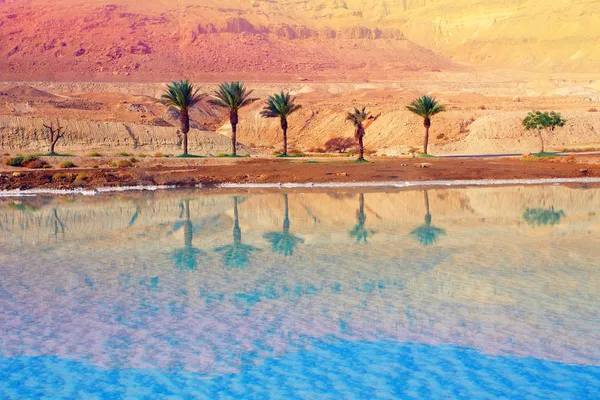 Dead sea shore — Stock Photo, Image