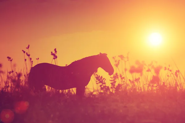 Silhouette de cheval — Photo