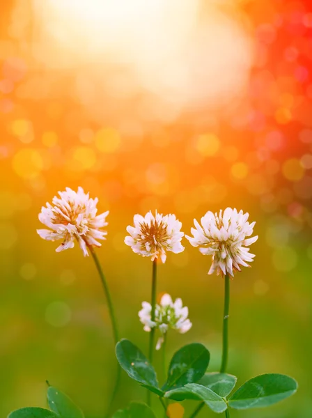Koniczyna biała kwiaty — Zdjęcie stockowe