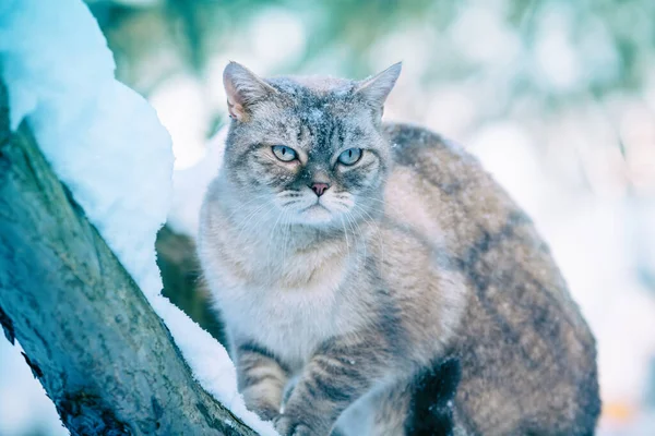 Сиамская Кошка Зимой Сидит Снежном Дереве — стоковое фото