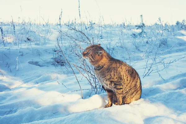 冬に雪原を歩く野良猫 乾燥した草に対する猫の摩擦 — ストック写真