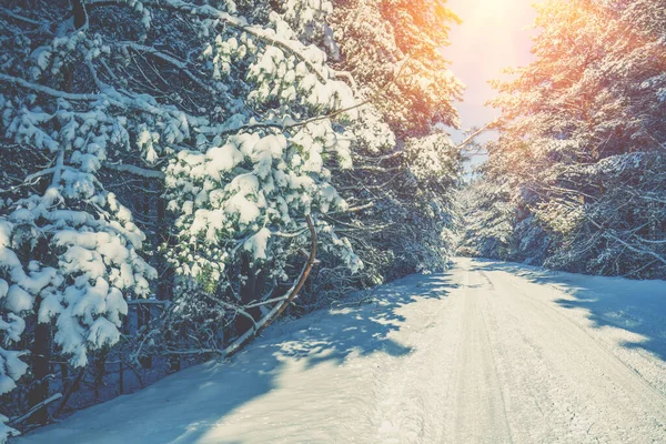 Road Winter Pine Forest Sunny Day Trees Covered Snow — Stock Photo, Image