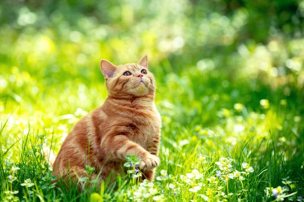 Röd Katt Går Gräset Sommarträdgården — Stockfoto