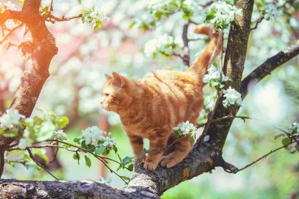 春の果樹園に咲くリンゴの木に子猫が忍び寄る — ストック写真
