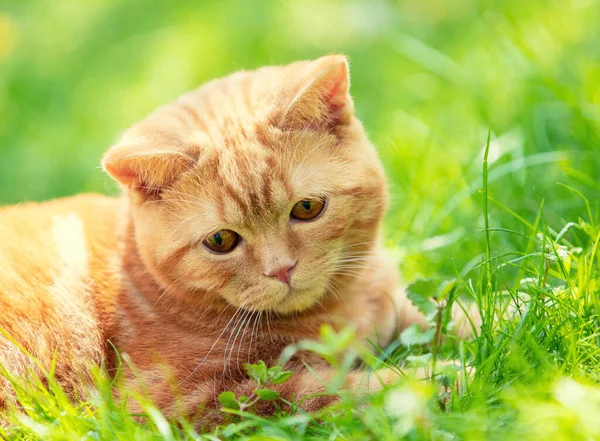 Röd Katt Går Gräset Sommarträdgården — Stockfoto
