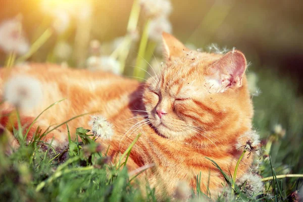 Ginger Kitten Sleeping Dandelion Field Cat Enjoying Spring Sun — Stock Photo, Image