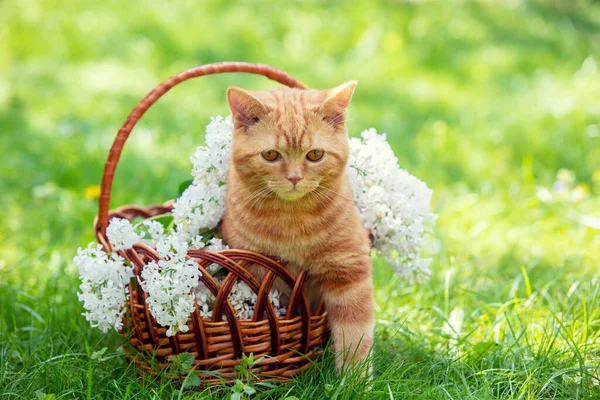 Hermoso Retrato Primavera Gatito Rojo Una Cesta Con Flores Color — Foto de Stock