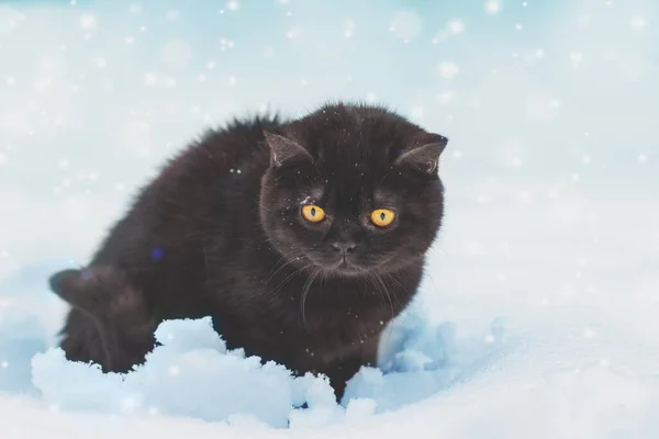 冬に屋外に座っている小さな茶色の英国の短毛子猫 その猫は吹雪の中深い雪の中に座っている — ストック写真