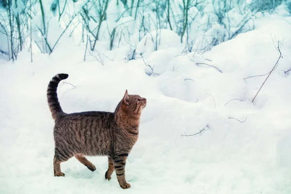 Herrelös Katt Går Den Snöiga Vinterskogen — Stockfoto