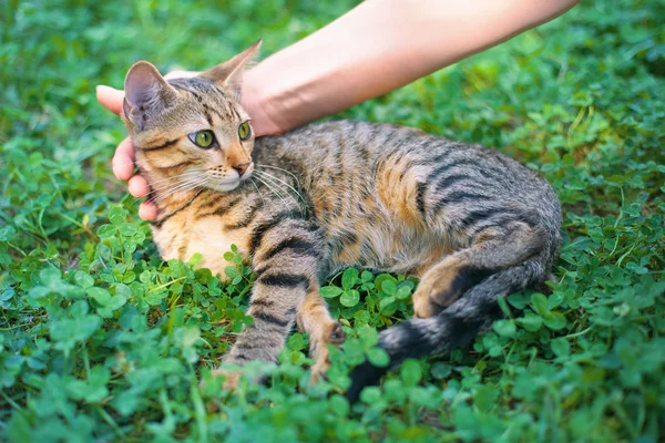 Hand caressing  cat — Stock Photo, Image