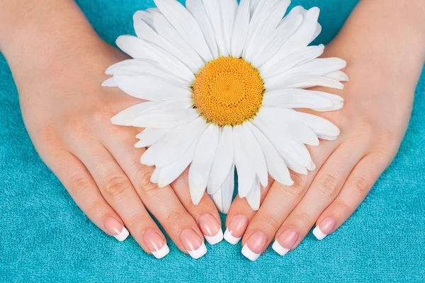 Hände mit Kamillenblüte — Stockfoto