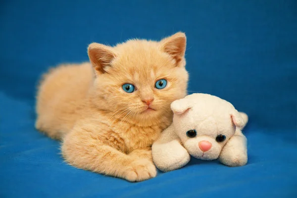 Kattunge med leksak — Stockfoto