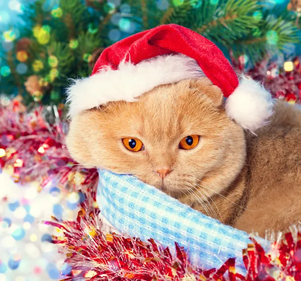 Gato de Navidad —  Fotos de Stock