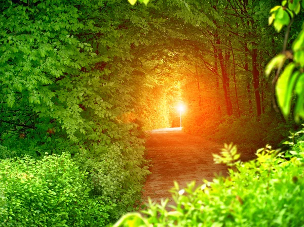 Trees Tunnel — Stock Photo, Image